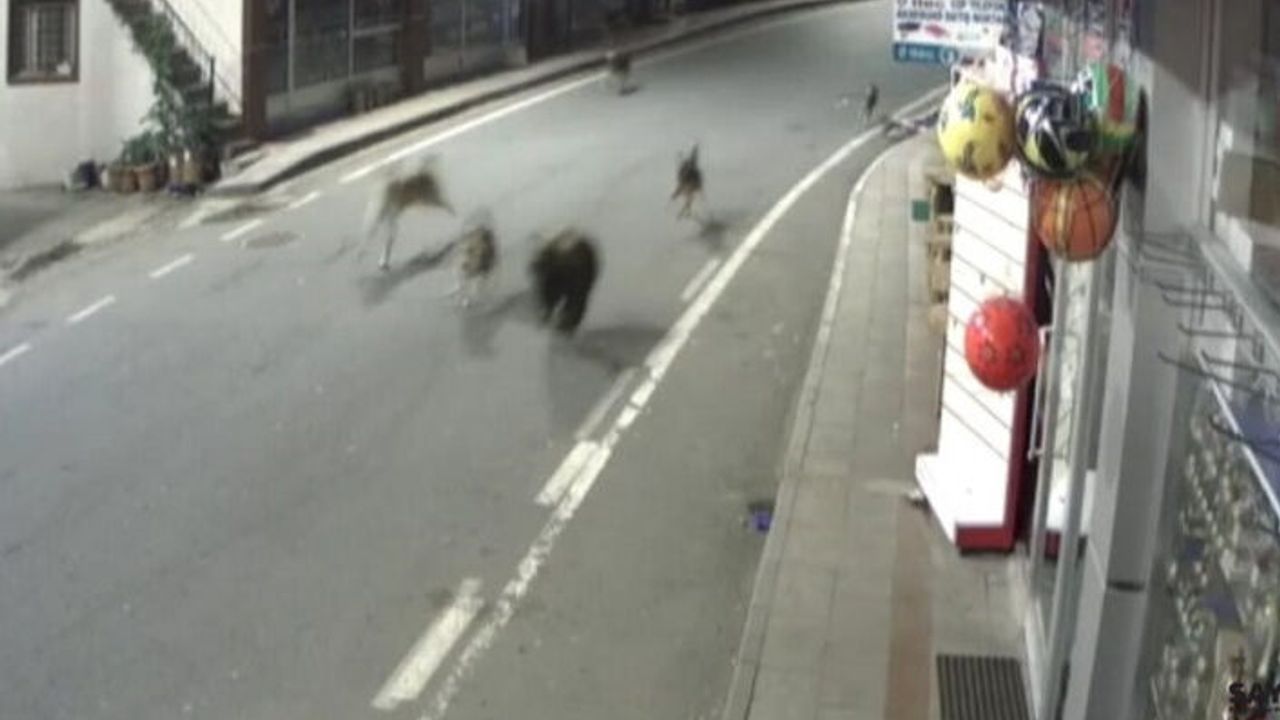 Rize’de yavru ayı köpeklerle ilçe merkezini birbirine kattı