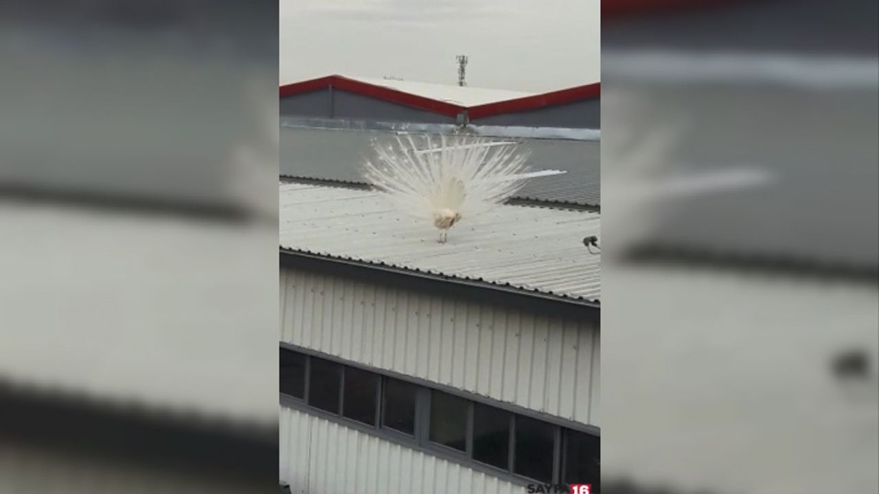 Fabrikanın çatısına tavus kuşu kondu