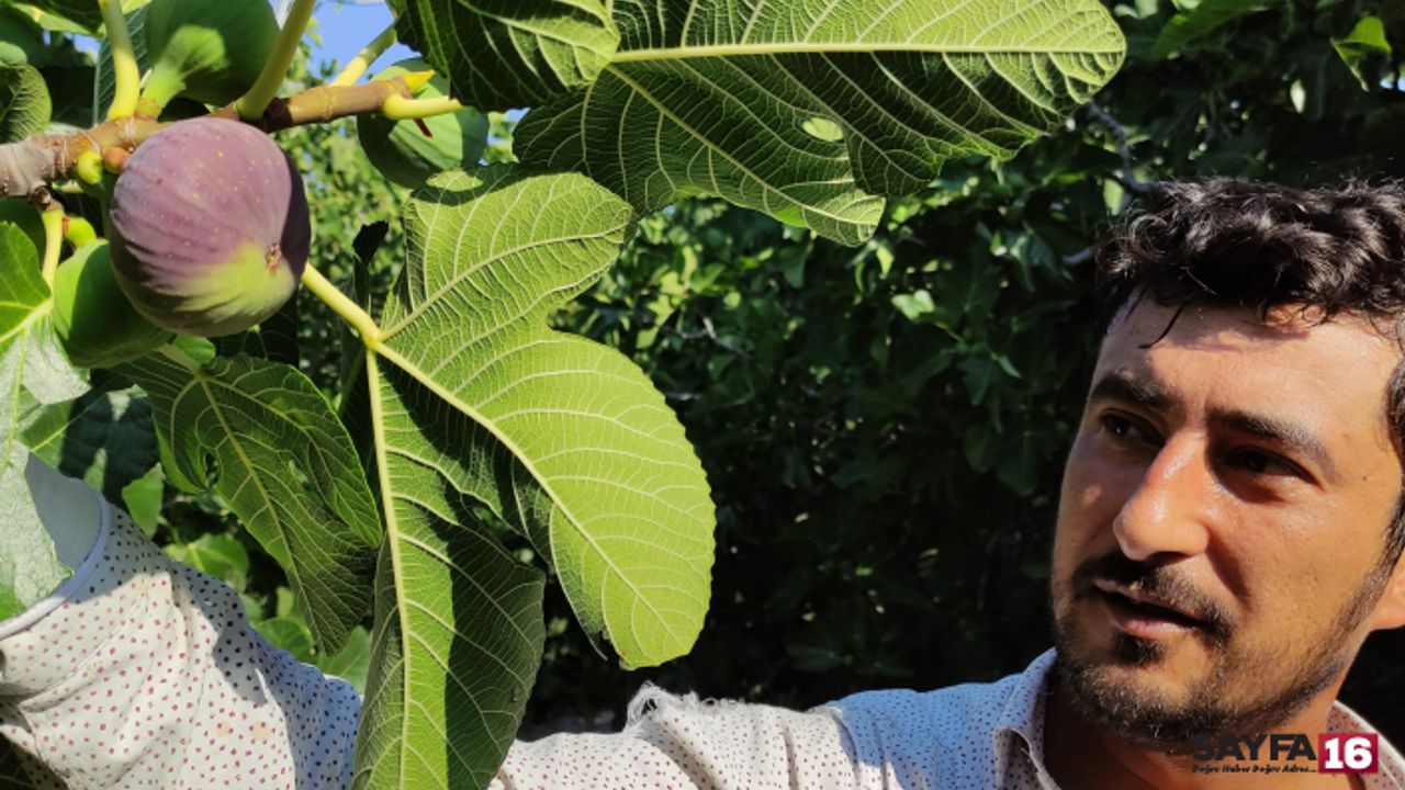 Dünyaca ünlü siyah incirde hasat başladı