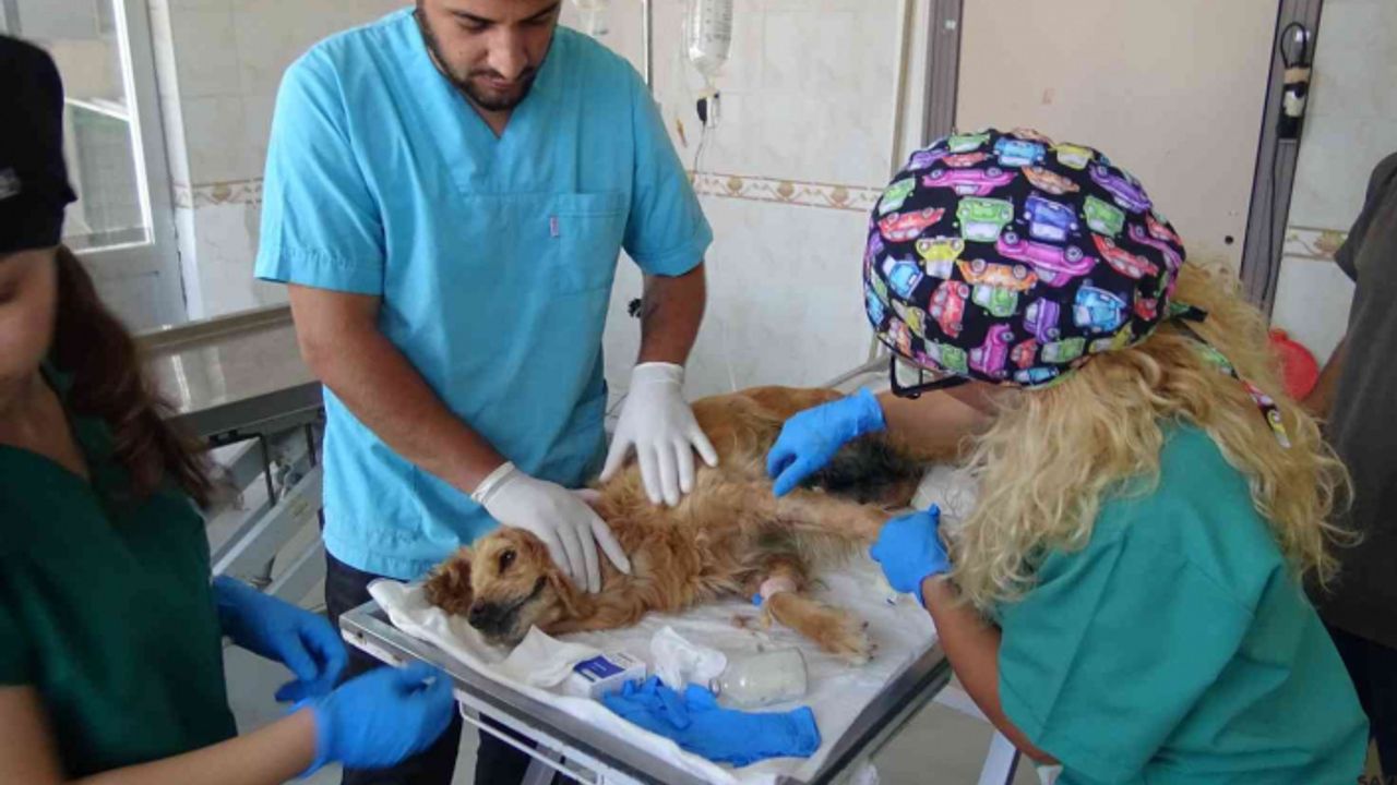 Bursa’da ormana bırakılan köpeğin tedavisi devam ediyor