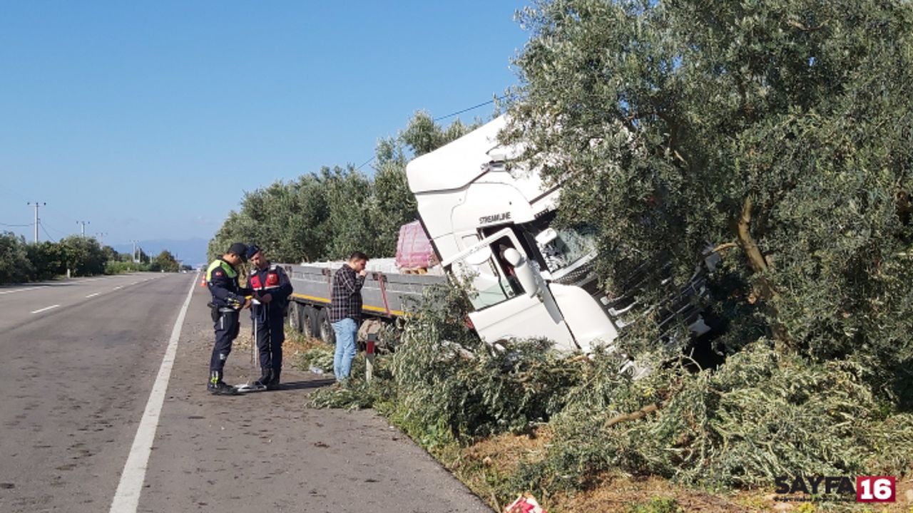 Bursa'da uyuyan şoför zeytinliğe daldı