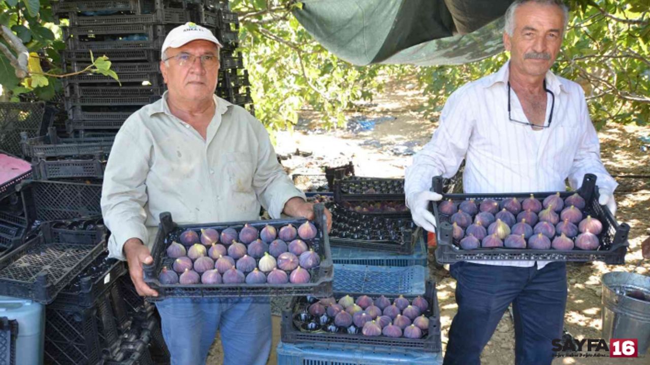 Toroslar’ın yüksek kesimlerinde incir hasadı sona erdi
