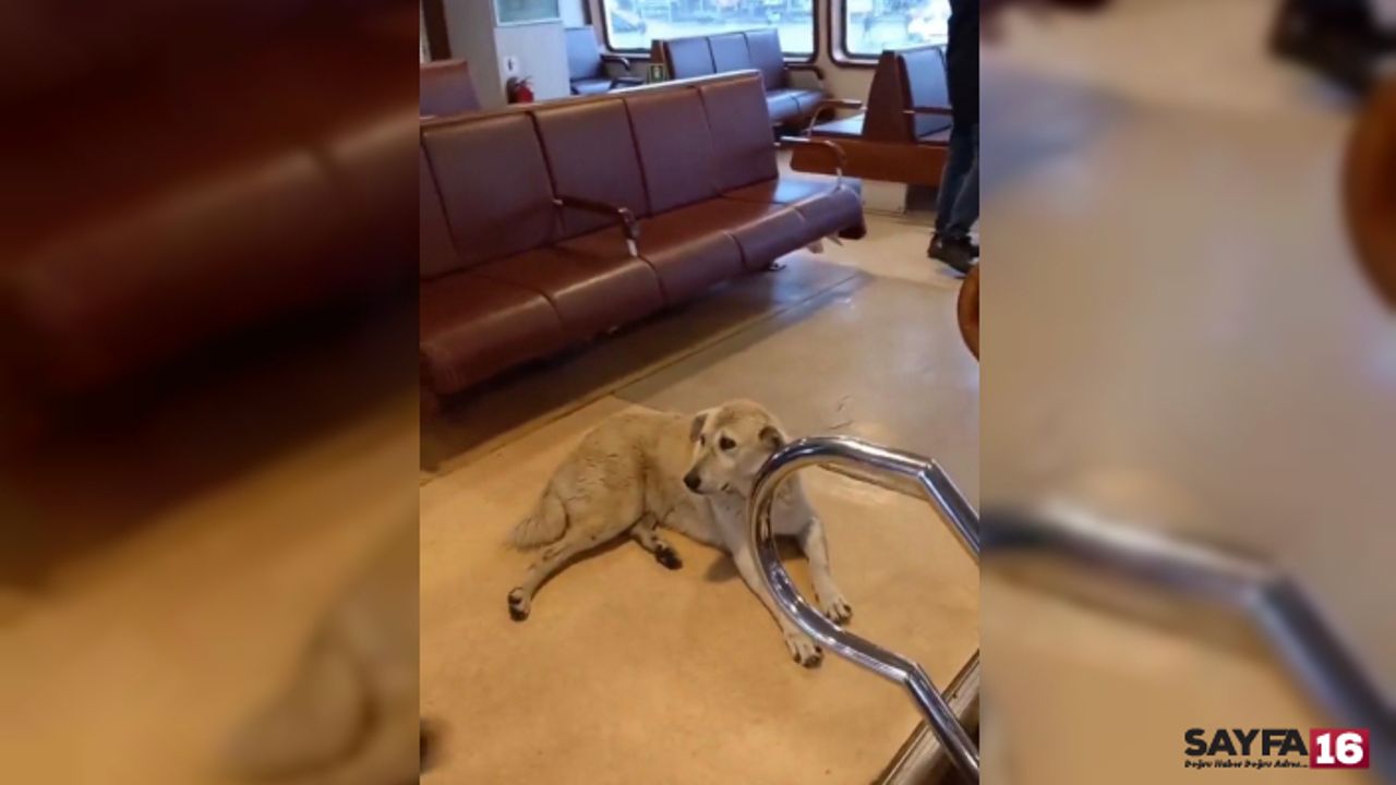 Vapurda köpek krizi: Kaptan seferi iptal etti