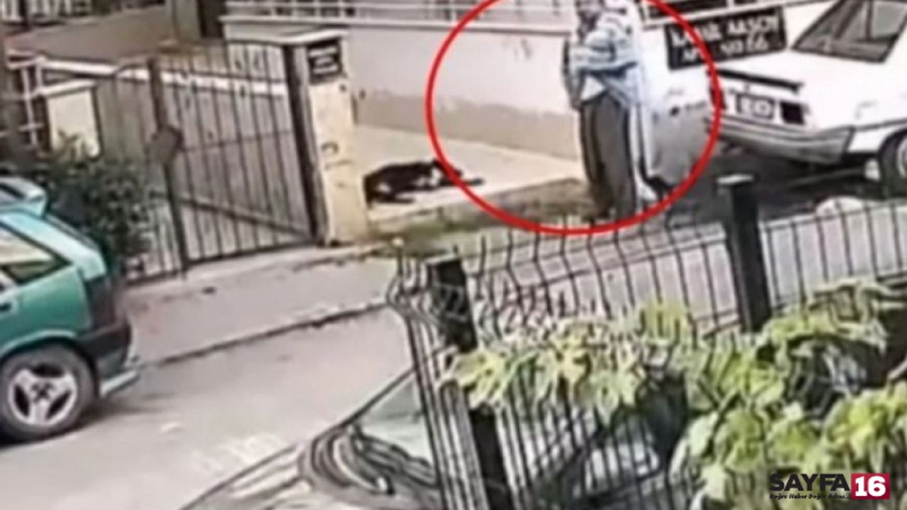 Köpeğe cinsel istismarda bulunan şüpheli yakalandı