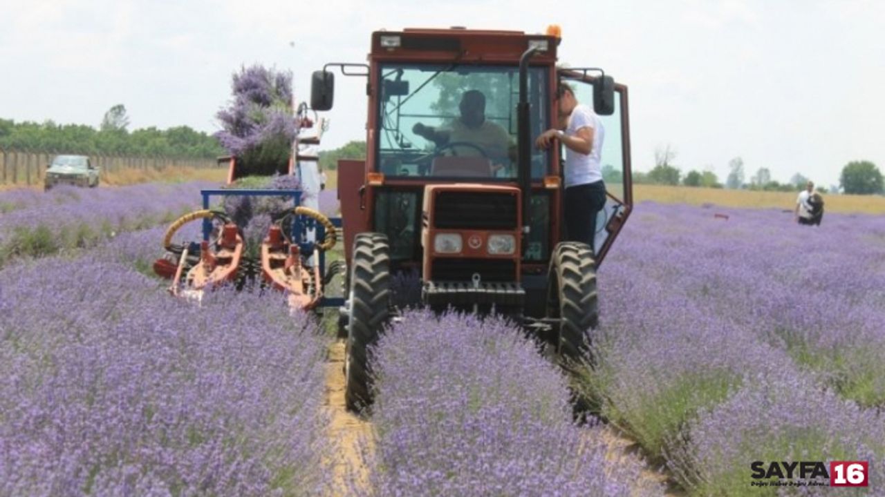 Lavanta hasadı başladı! Yağının kilosu dudak uçuklatıyor