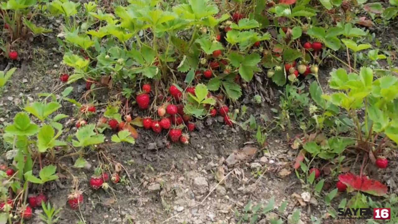 Bursa'da çilek üreticisi büyük zarar etti. Ürünler tarlada çürüdü