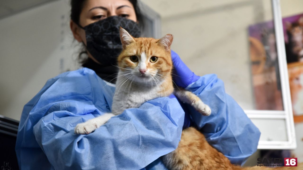 FİP salgını alarmı! Yüzbinlerce kedi öldü... İnsana bulaşır mı?
