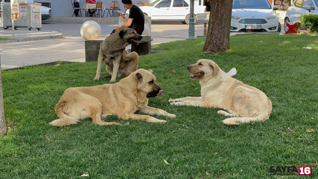 Şanlıurfa'da kuduz alarmı! Karantina başladı
