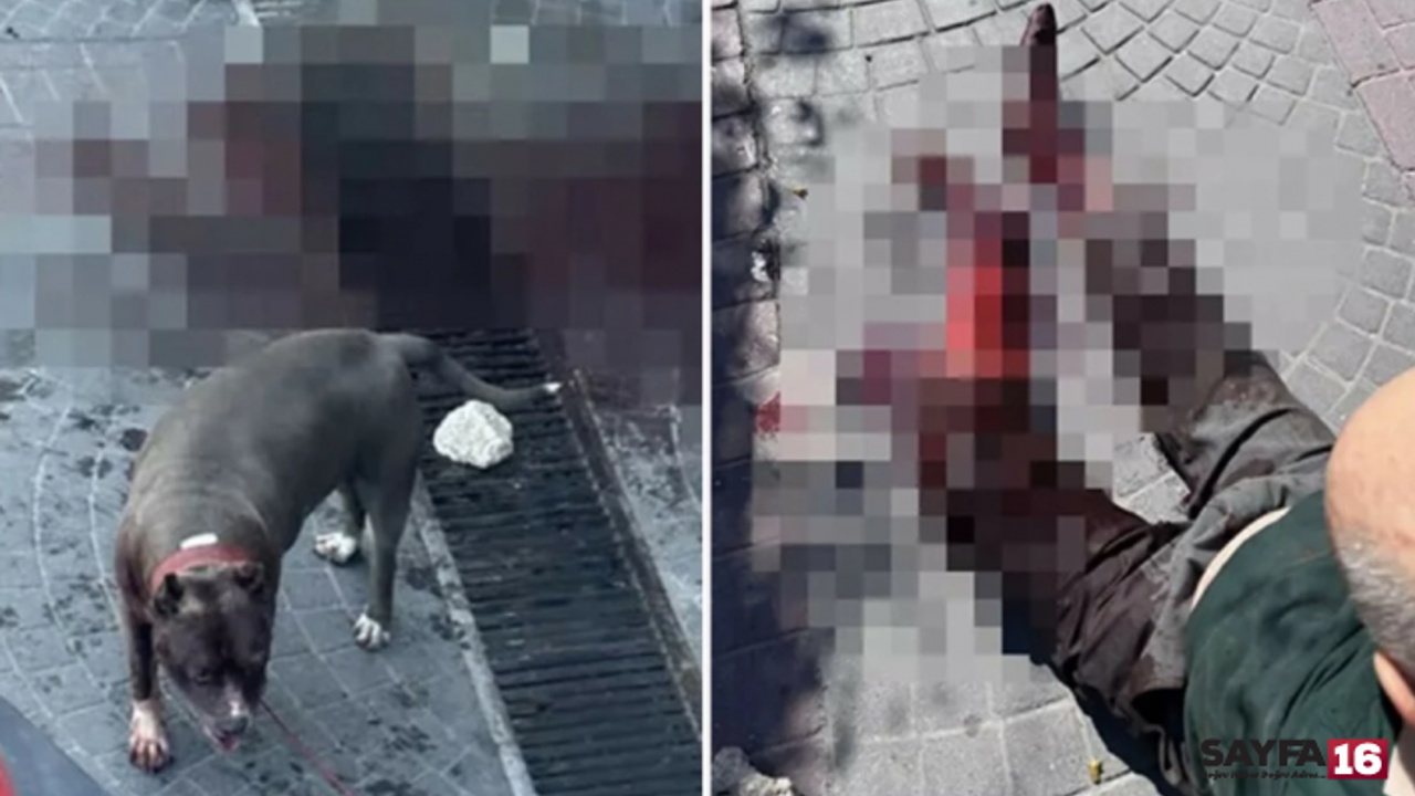 Bakırköy'de pitbull dehşeti! Yaşlı adamı parçaladı!