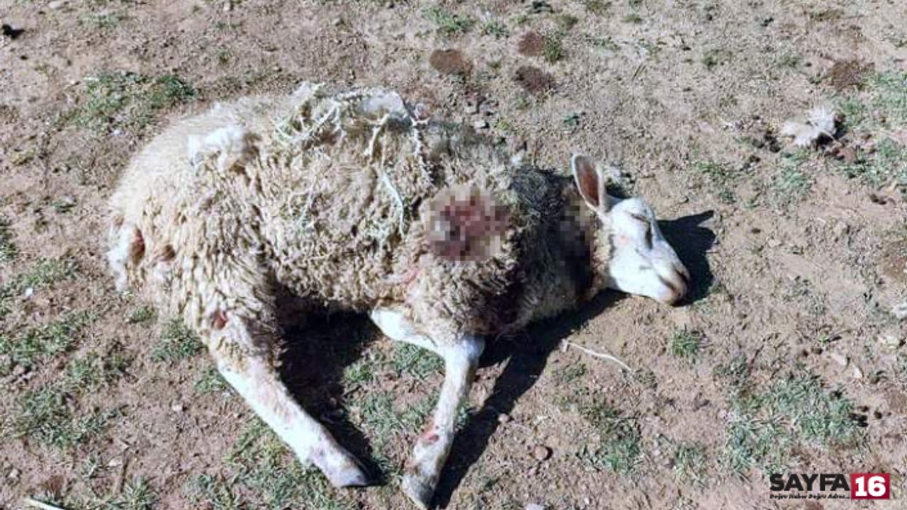 Başıboş köpekler vahşet saçtı! Hayvanlar telef oldu