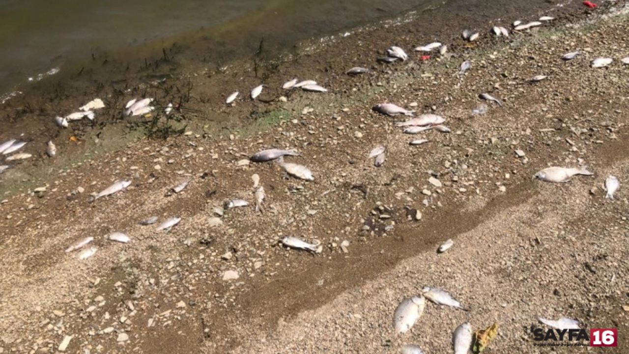 Bursa Boğazköy Barajı'ndaki balıkların toplu ölüm nedeni ortaya çıktı!