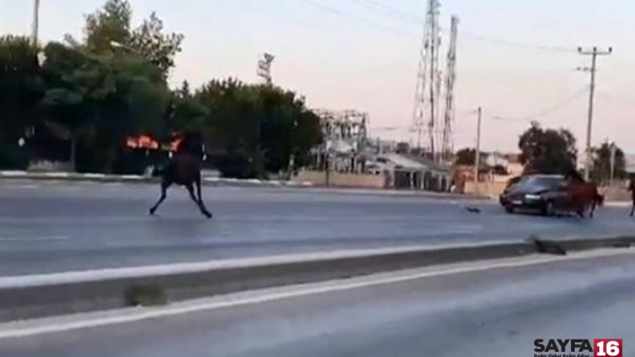 Bursa çevre yolunda başıboş atlar tehlike saçıyor