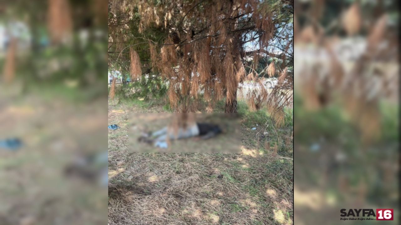 Bursa'da esrarengiz olay! Ağaçlık alanda ceset bulundu