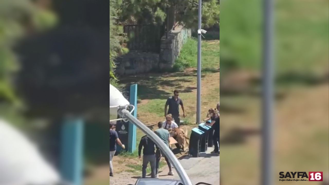 İhmalkarlık yine can yaktı! Tasmasız köpek dehşeti kamerada
