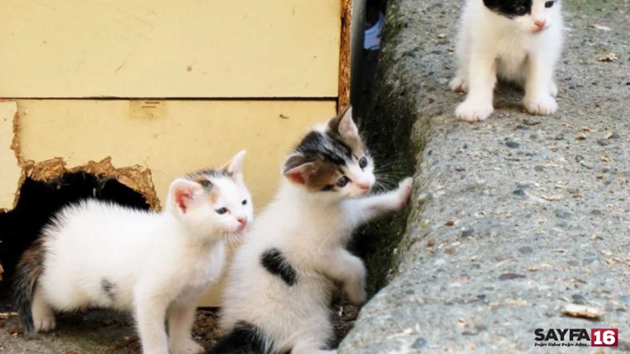 Kedilere asit ve kezzap döken caniye, 91 bin lira para cezası!