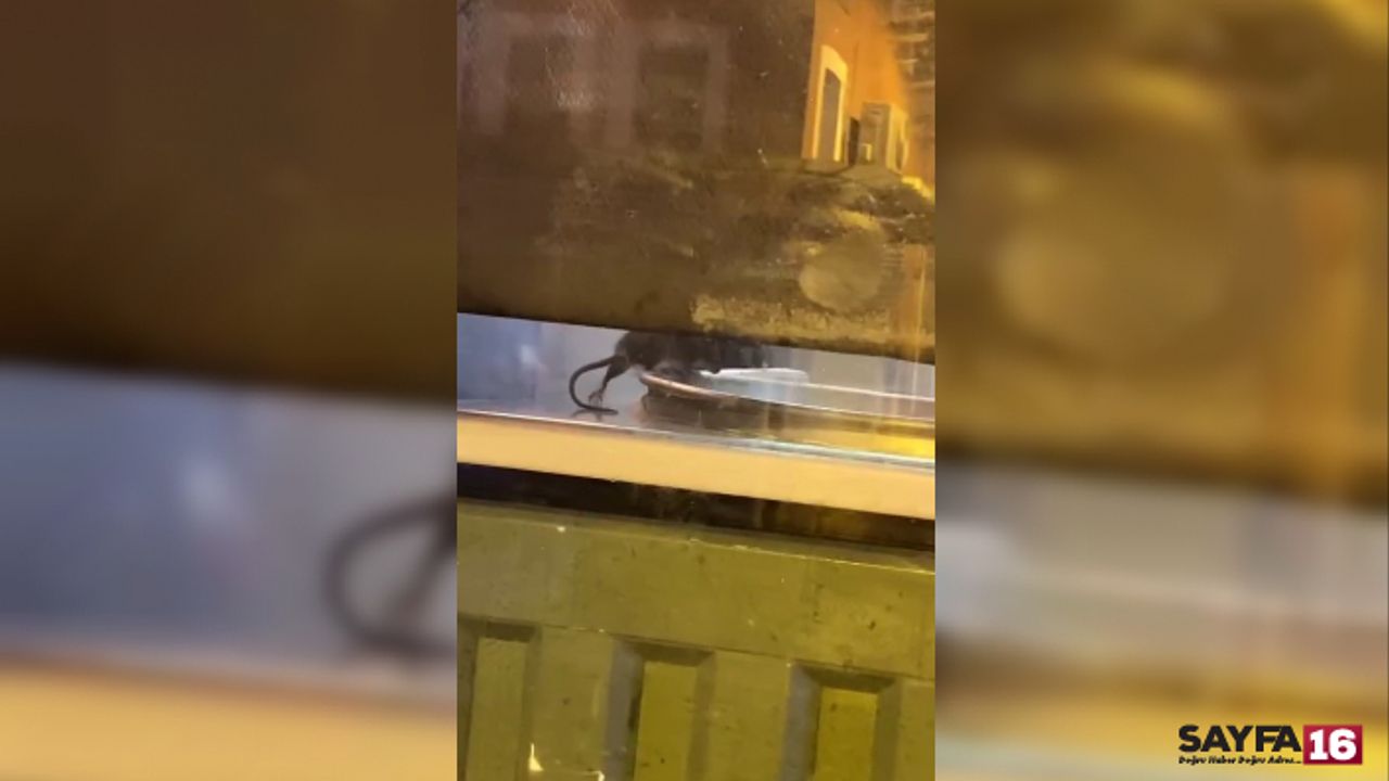 Börekçide mide bulandıran görüntüler