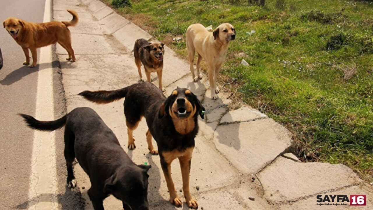 Sokak köpekleri saldırdı, mahkeme emsal bir karara imza attı
