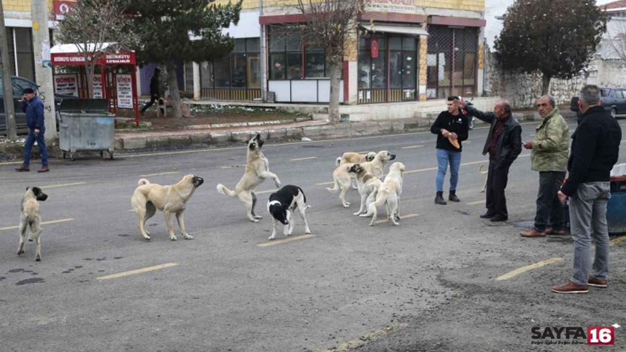 Türkiye simülasyonunda bir sekme: Başıboş köpekler