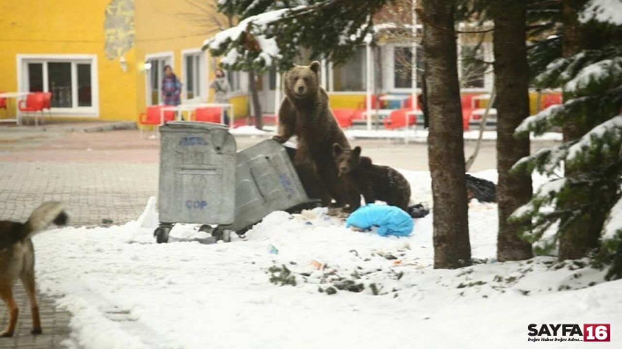 Ayıların suçu yok biz onların yaşam alanına giriyoruz...