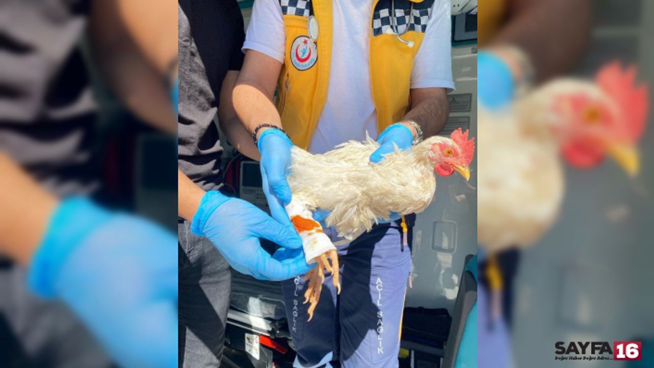 Bursa'da ilginç olay! Alo acil 112 tavuğum yaralandı