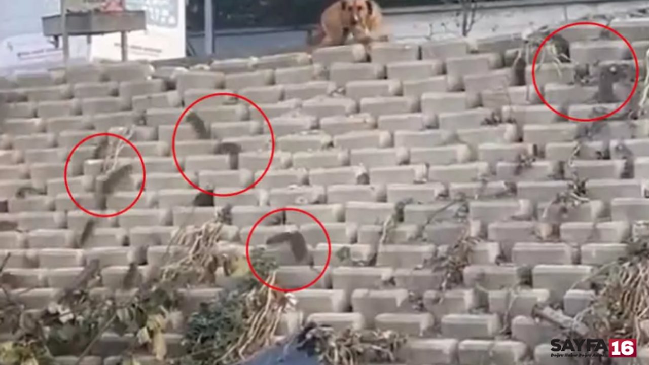 Esenyurt'ta Mide Bulandıran Görüntüler! Sokakta Dev Fare İstilası