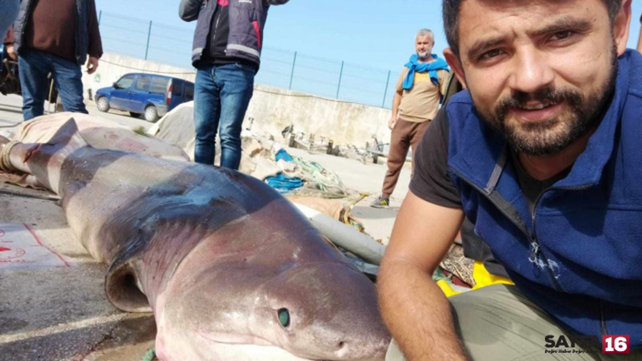 Gemlik'te Bir Tonluk Köpekbalığıyla Özçekim