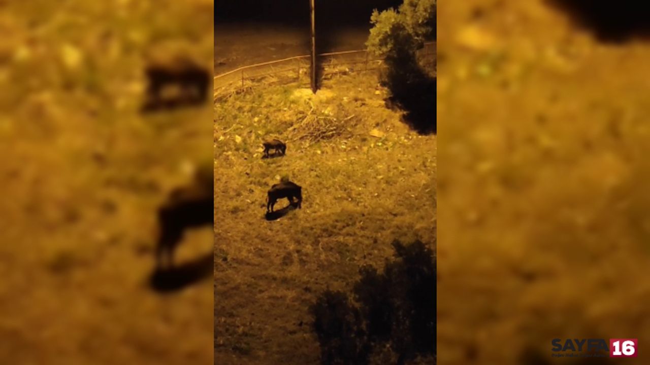 Gemlik'te Aç Kalan Domuz Sürüsü Şehir Merkezine İndi