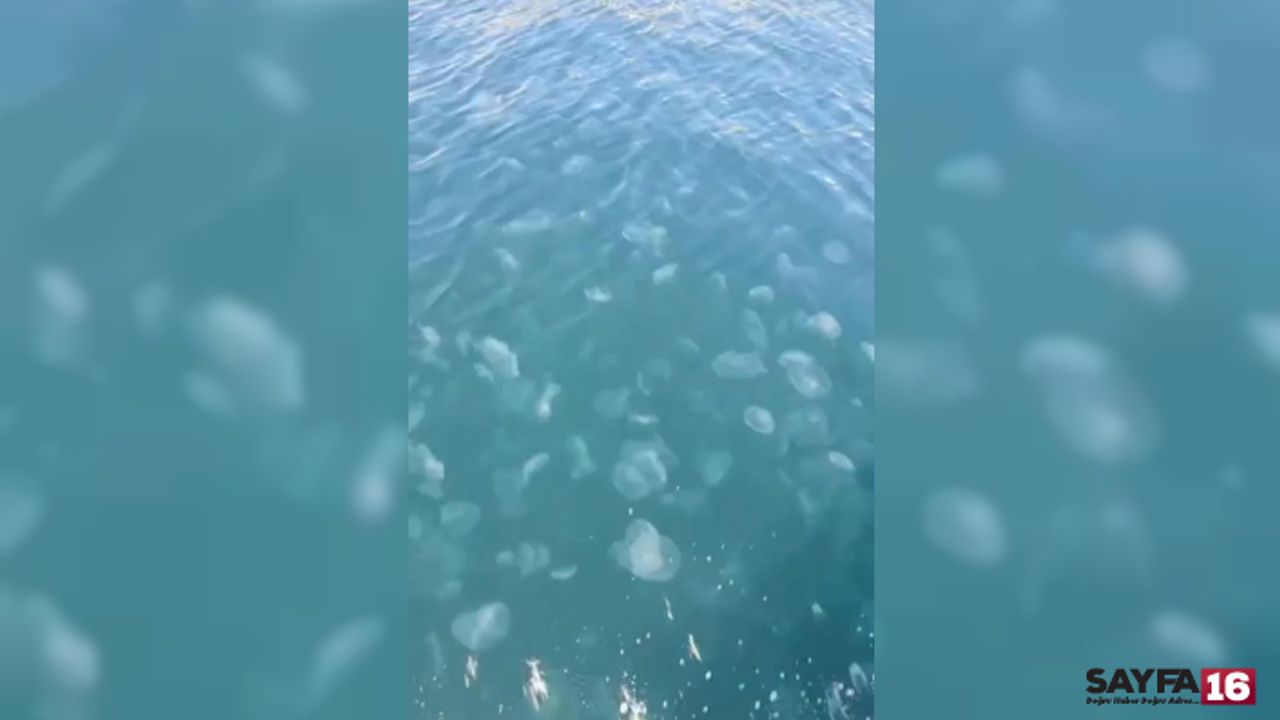Vatandaşlar Tedirgin! Marmara’da Denizanası İstilası