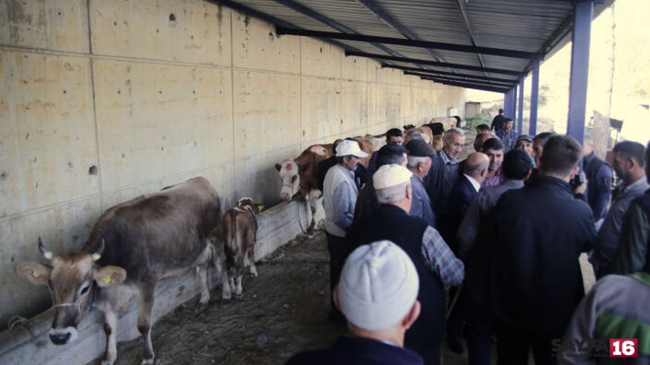 Bursa Büyükorhan Marmara'da Hayvancılığın Merkezi Oldu