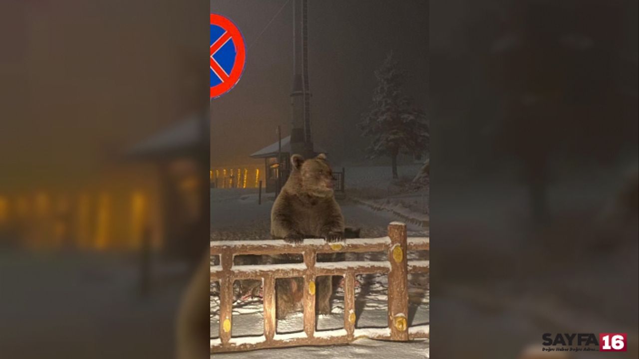Bursa'da Kış Uykusuna Yatamayan Ayılar, Günübirlikçilere Saldırdı