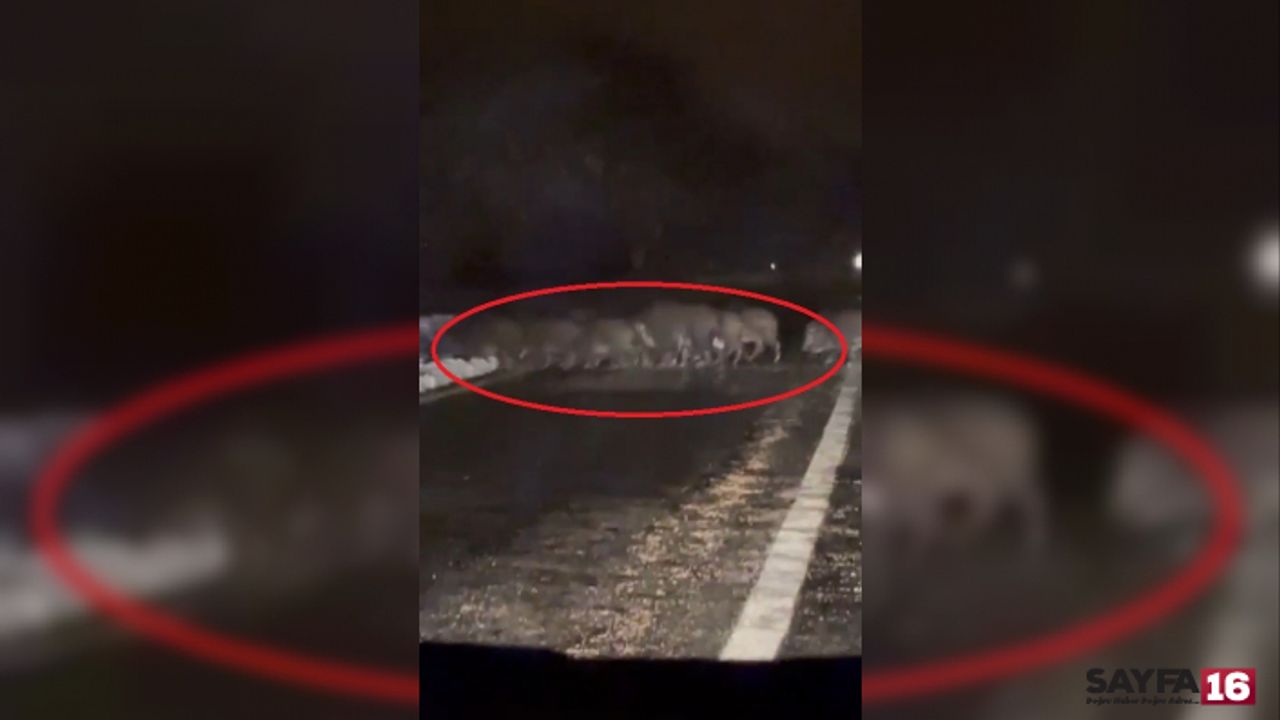 Bursa'da Yiyecek Bulamayan Domuz Sürüsü Yola İndi
