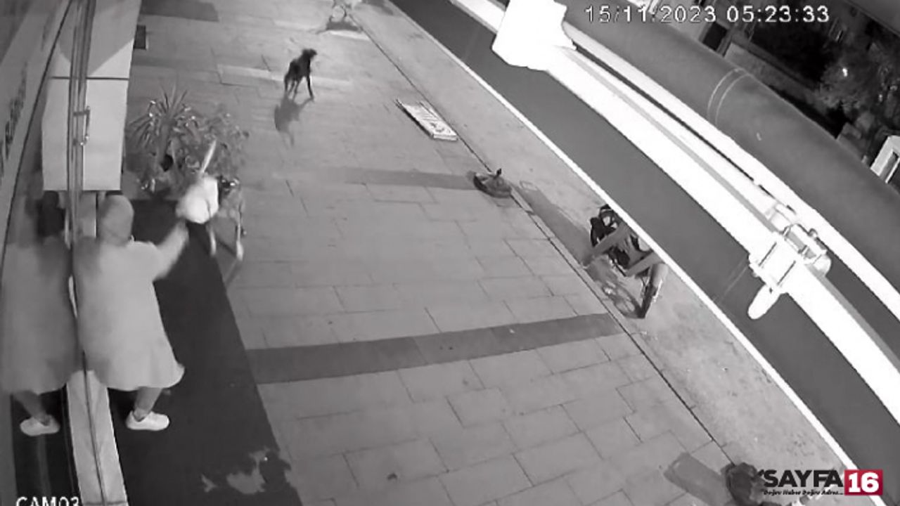 Sakarya'da Köpek Sürüsü Dükkan Açan Kadına Böyle Saldırdı!