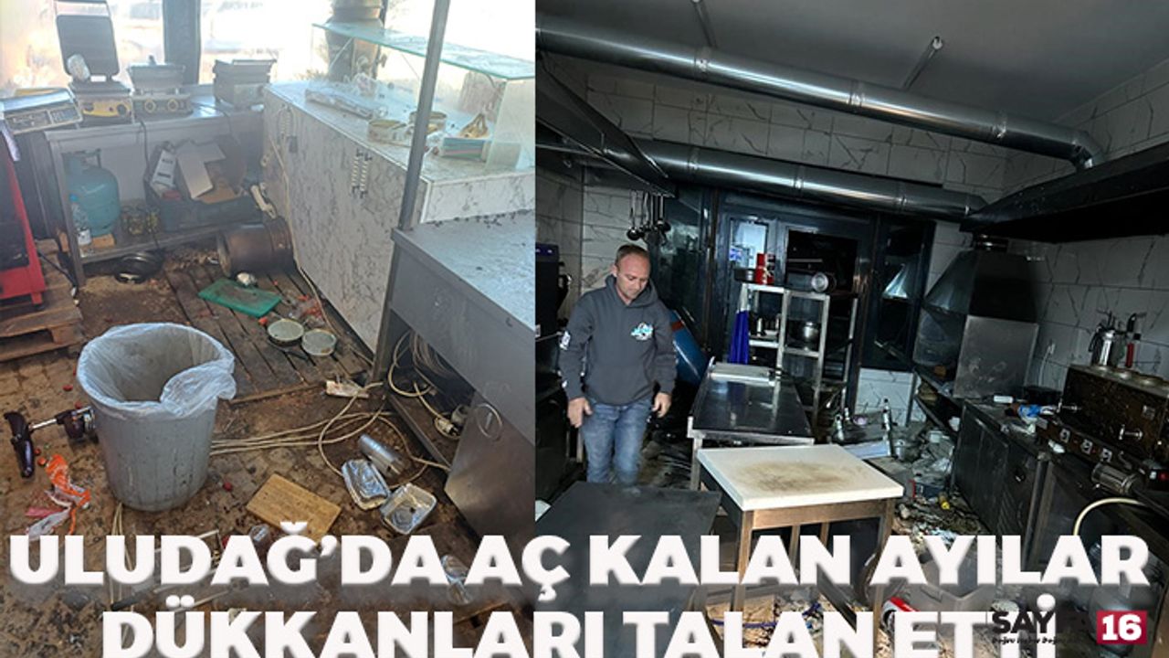 Uludağ'da aç kalan ayılar dükkanları talan etti