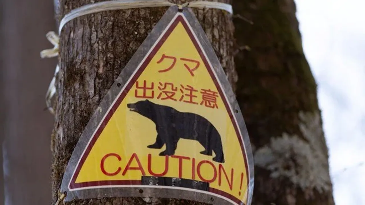 Japonya'da ayı saldırıları rekor seviyeye çıktı