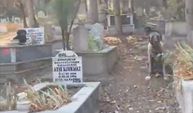 Hamitler Mezarlığında başıboş köpek sorunu