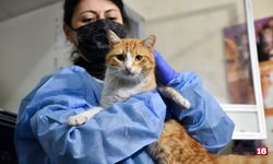 FİP salgını alarmı! Yüzbinlerce kedi öldü... İnsana bulaşır mı?