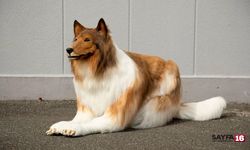 Köpek gibi görünmek için 380 bin lira harcadı!!