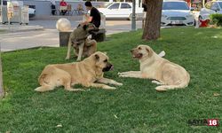 Şanlıurfa'da kuduz alarmı! Karantina başladı