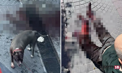 Bakırköy'de pitbull dehşeti! Yaşlı adamı parçaladı!