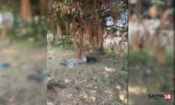 Bursa'da esrarengiz olay! Ağaçlık alanda ceset bulundu