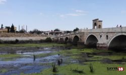 Edirne'de Tunca Nehri kirlilikten yeşile büründü