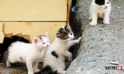 Kedilere asit ve kezzap döken caniye, 91 bin lira para cezası!
