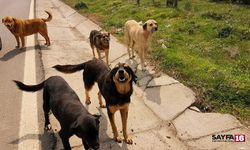 Sokak köpekleri saldırdı, mahkeme emsal bir karara imza attı