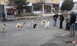 Türkiye simülasyonunda bir sekme: Başıboş köpekler