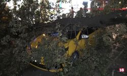 Bursa'da 193 Yıllık Ağaç Taksi Durağına Devrildi