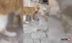 Farenin Kediye Oyunu! Ölü Taklidi Yaptı Yem Olmaktan Kurtuldu