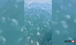 Vatandaşlar Tedirgin! Marmara’da Denizanası İstilası
