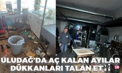 Uludağ'da aç kalan ayılar dükkanları talan etti