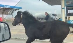 Bursa'da At, Ana Yolda Araçlarla Yarıştı