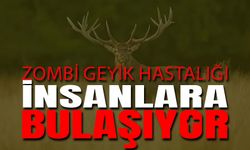 İnsanlık İçin Yeni Tehlike! Zombi Geyik Hastalığı